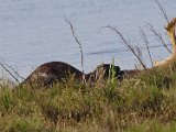 otter en groot geel vis  Cape Clawless otter with big fish : jan